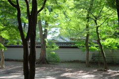 糺の森より河合神社を望む