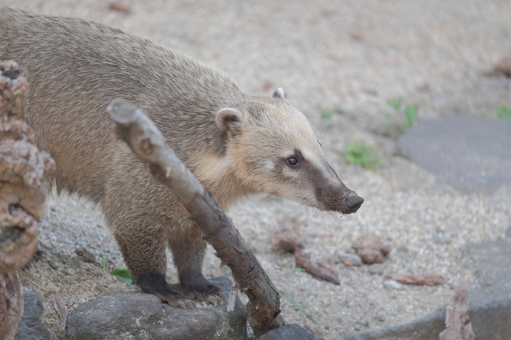 アカハナグマ(赤鼻熊)