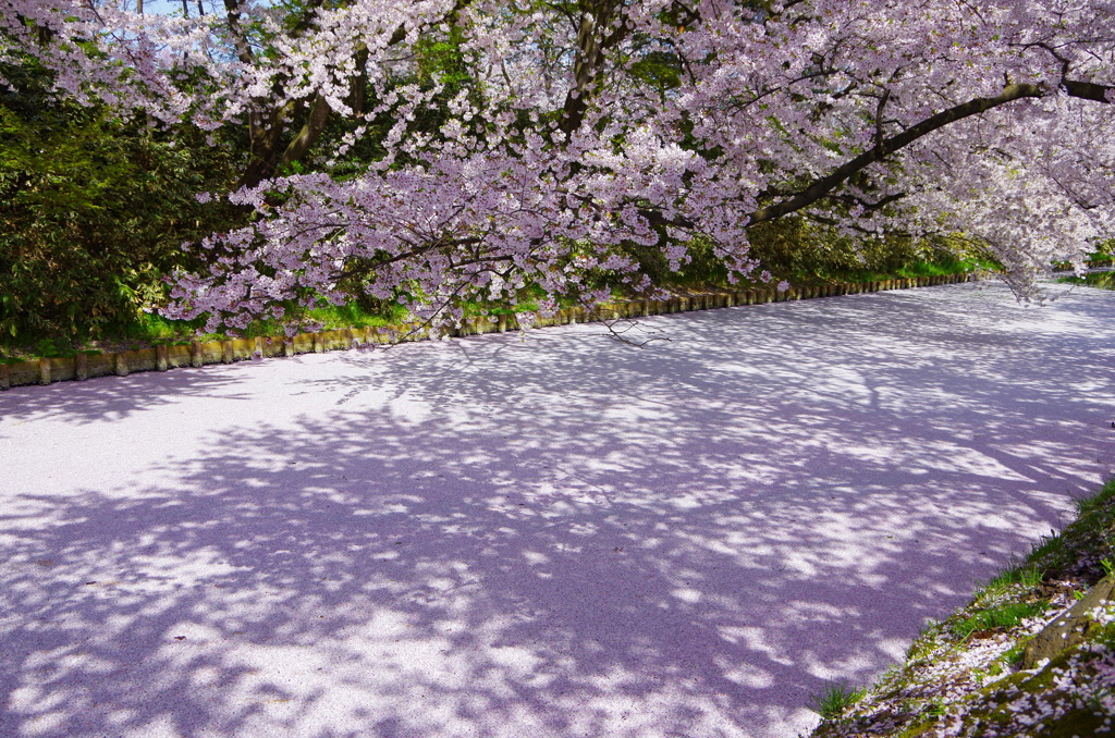 弘前桜まつり007