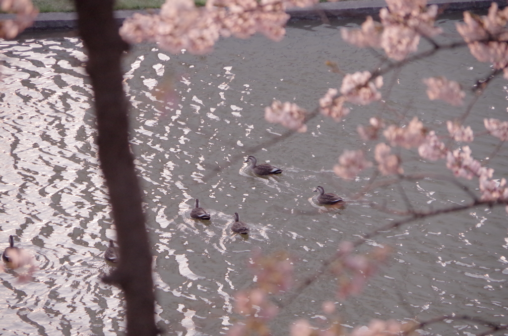 霞城公園04