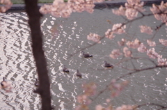 霞城公園04