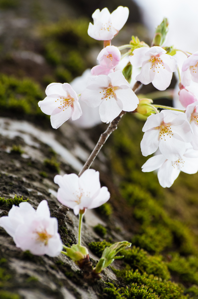 桜と緑