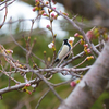 シジュウカラと桜