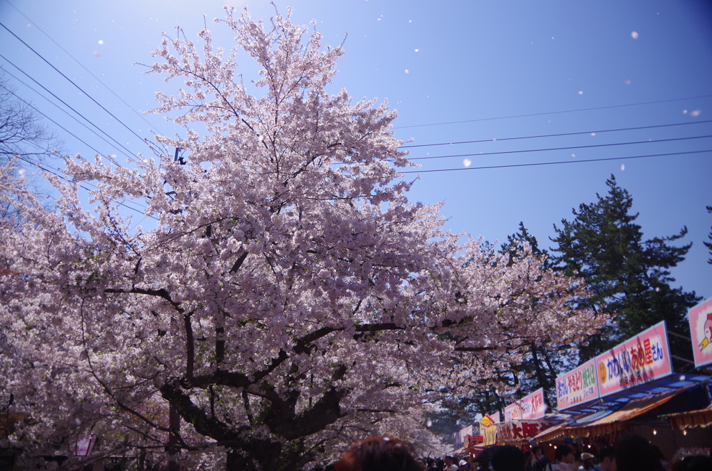 弘前桜まつり003