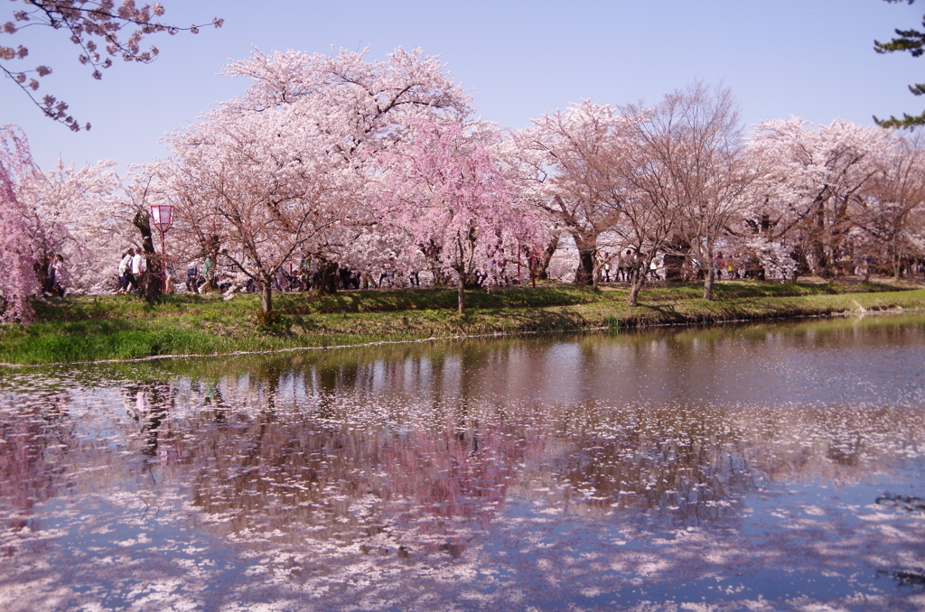 弘前桜まつり005