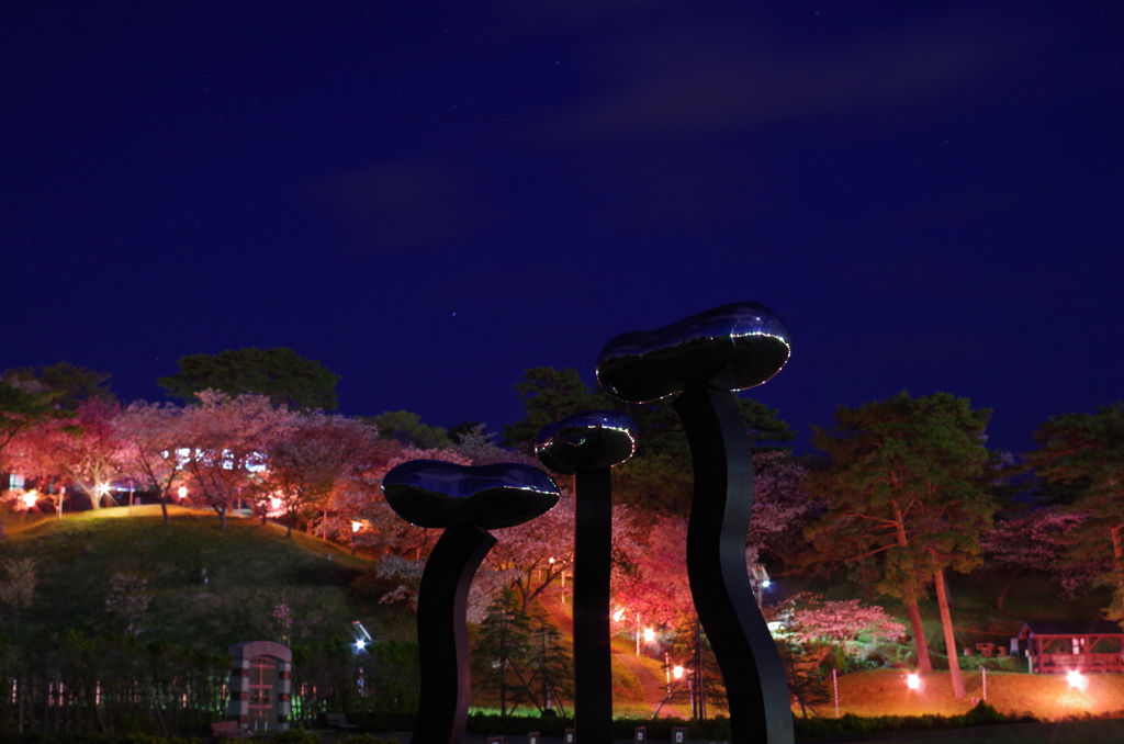夜桜そっちのけ