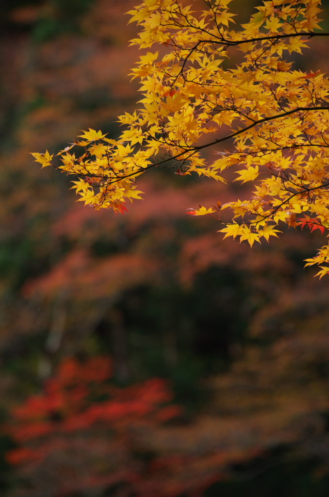 抱返りの紅葉①