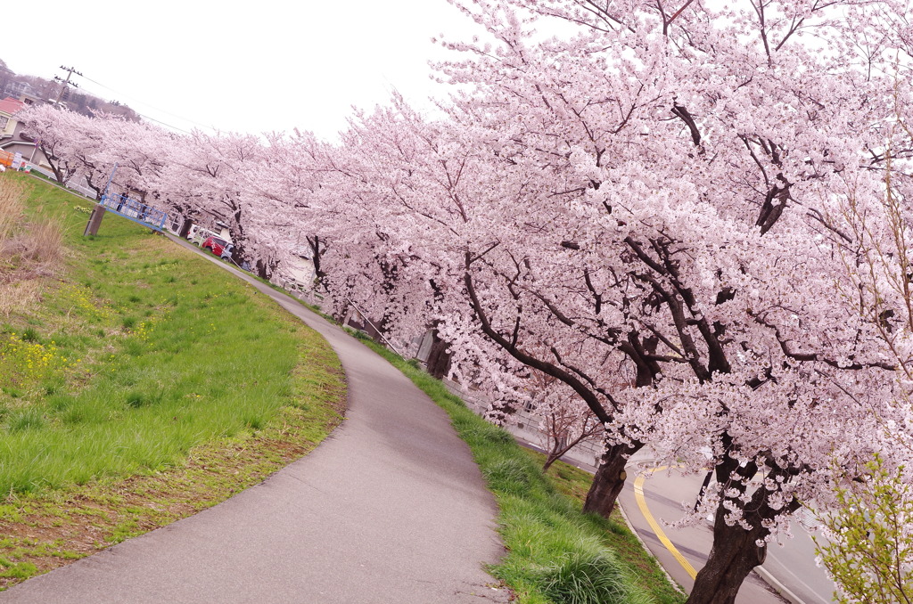 桜のある散歩道②