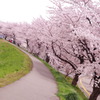 桜のある散歩道②