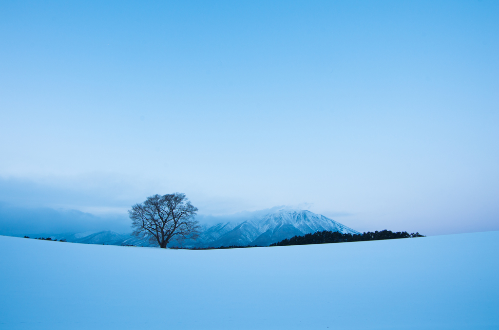 一本桜 in winter