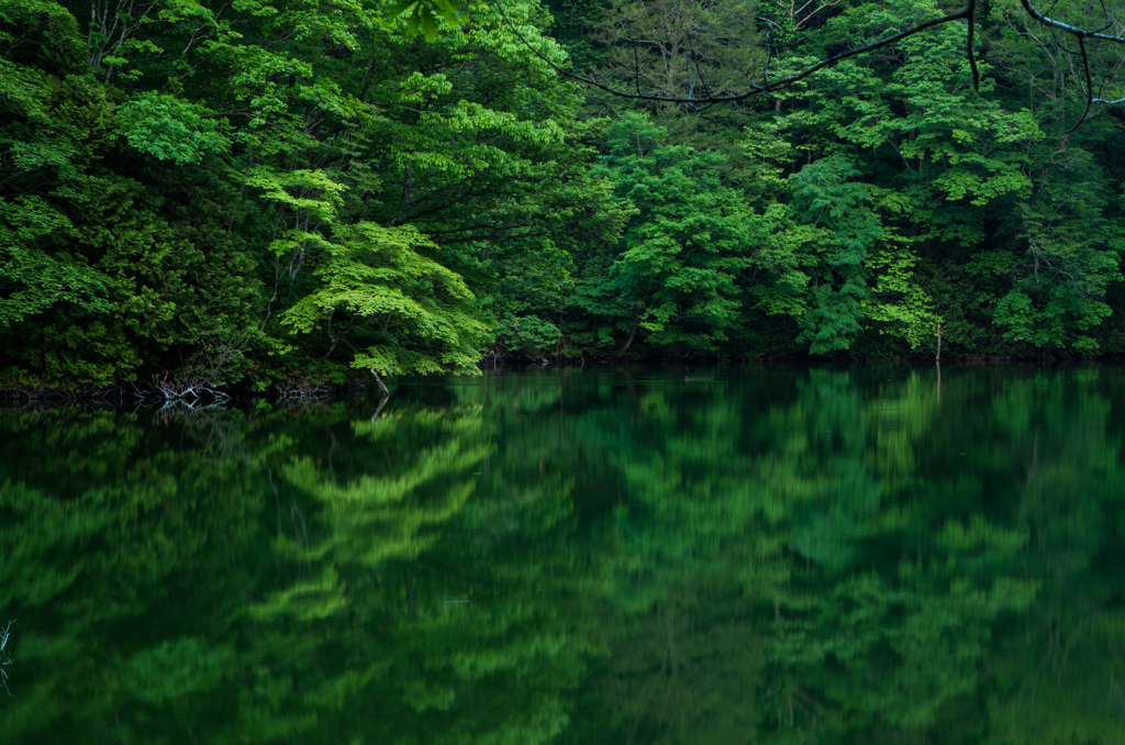 green world 1