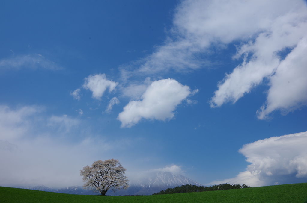 小岩井の一本桜