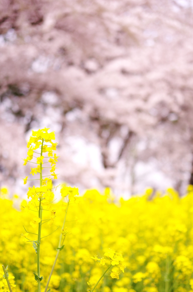 大潟村菜の花ロード