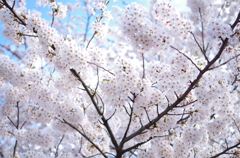 霞城公園06