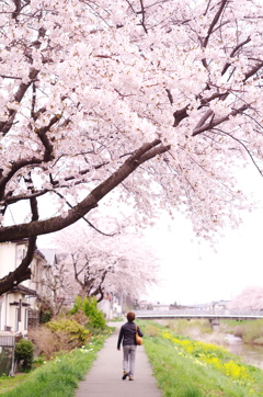 桜のある散歩道