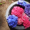 紫陽花の壺