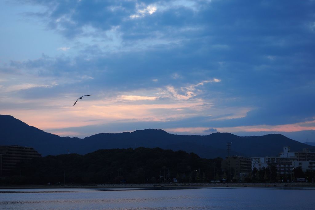 朝に舞う