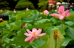 蓮池で撮った一枚