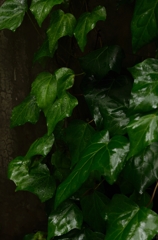 雨季