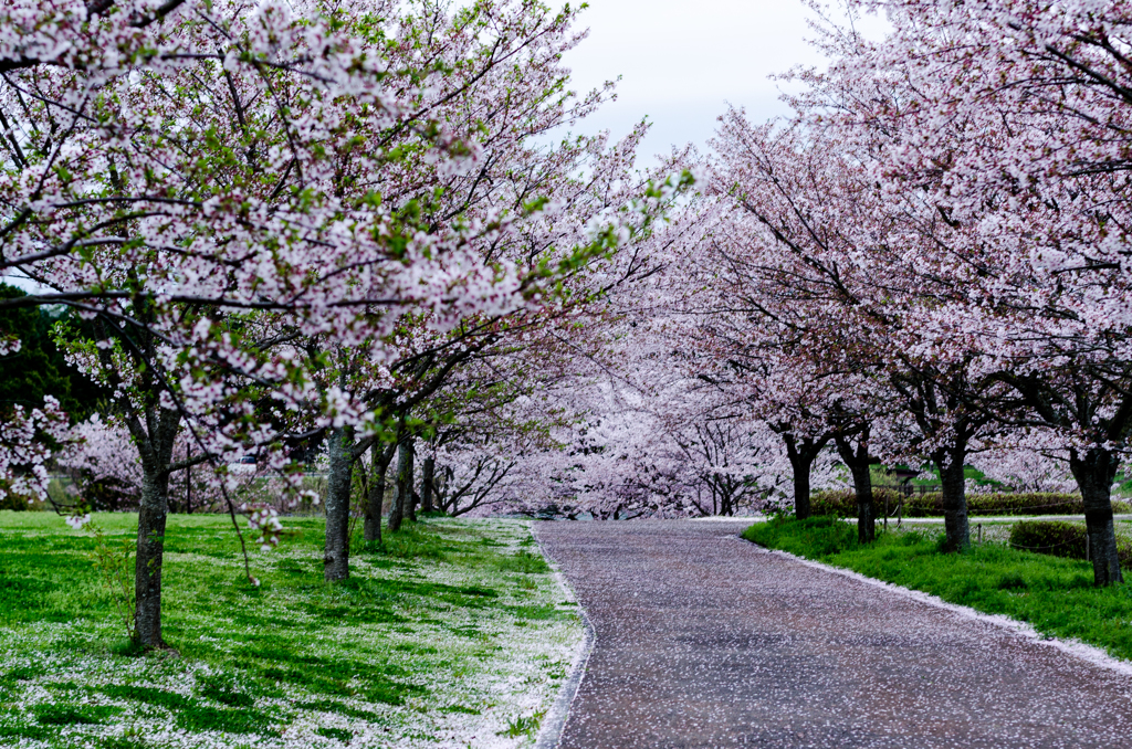 散りゆく桜