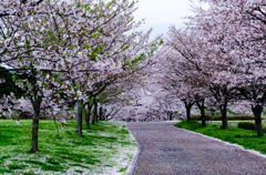 散りゆく桜