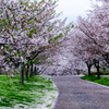 散りゆく桜
