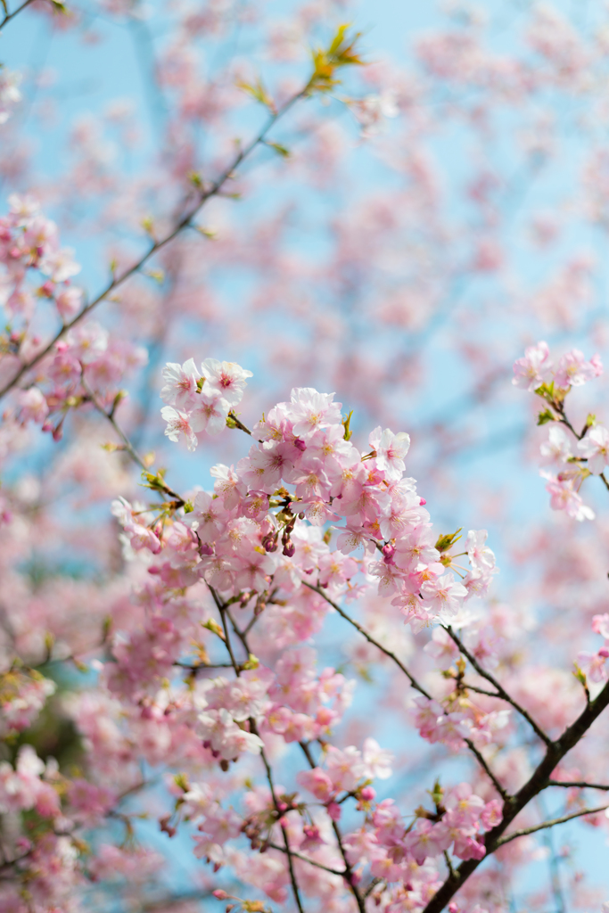 花の宴