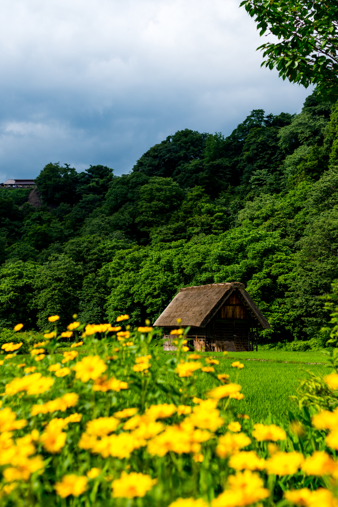 田舎の夏