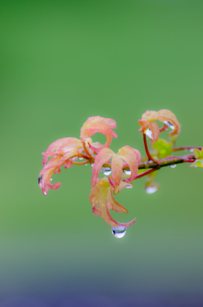 秋前雨