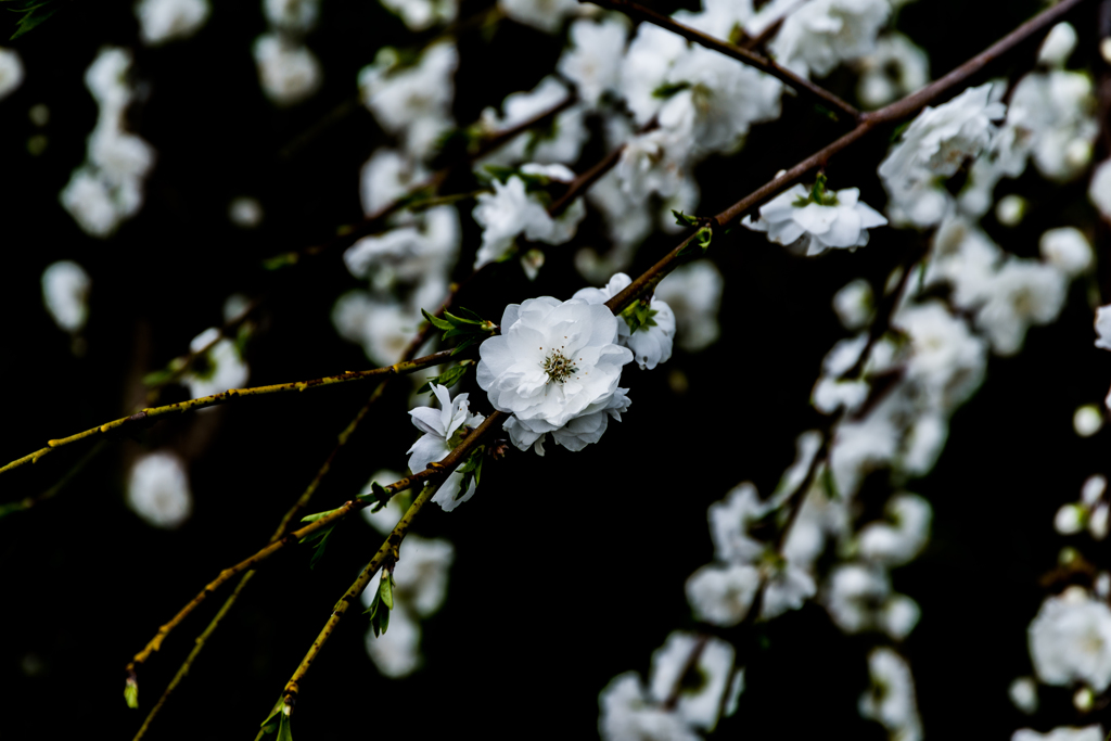 純白花