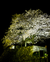 石垣の桜