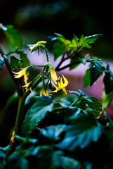 トマトの花