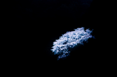 夢桜（2015ver)