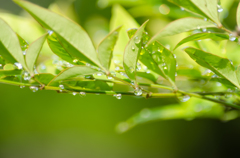 雨上がりの朝