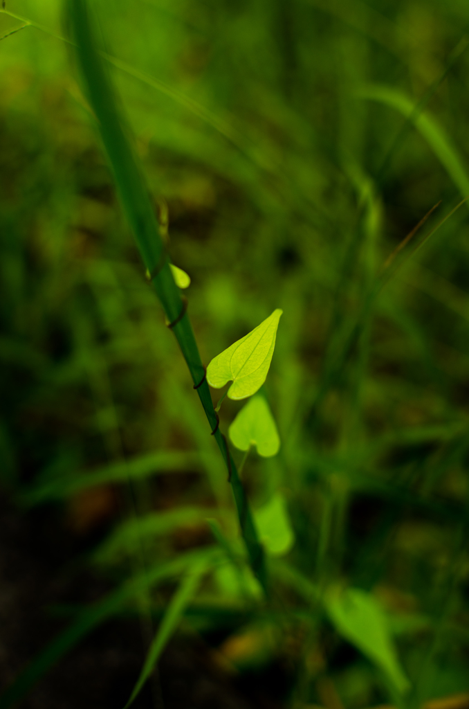 共存