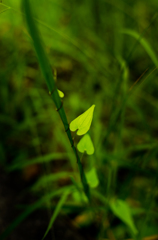 共存