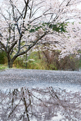 散り姿