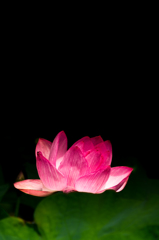 黄泉の華