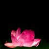 黄泉の華