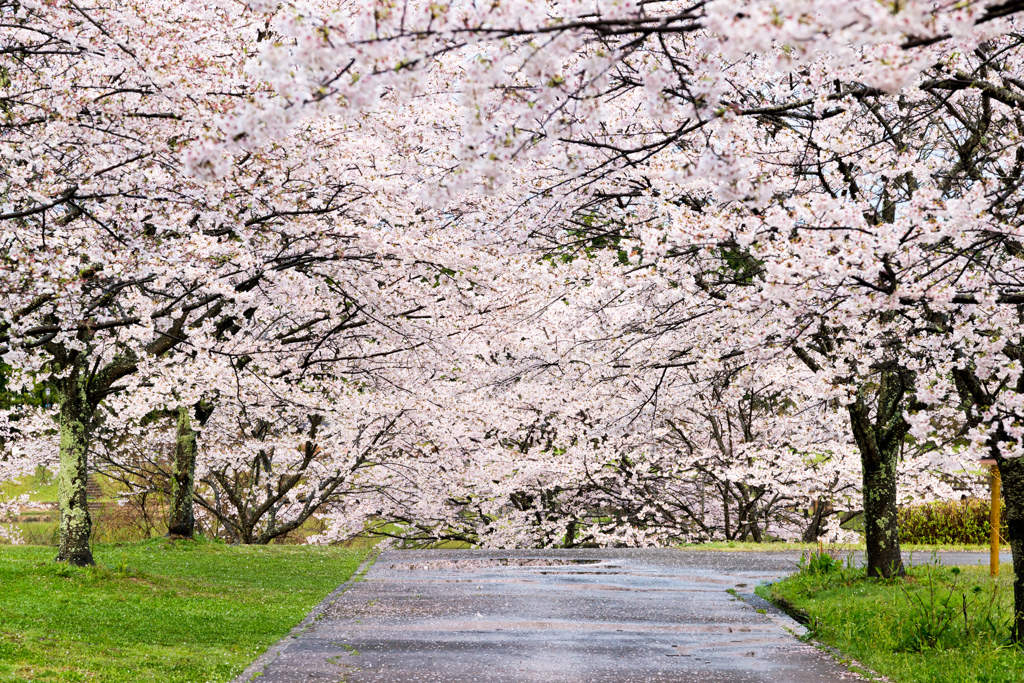 桜の通行止め