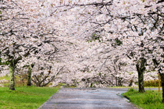 桜の通行止め