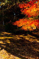 遅すぎた紅葉