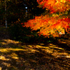 遅すぎた紅葉