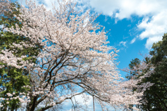 桜と空