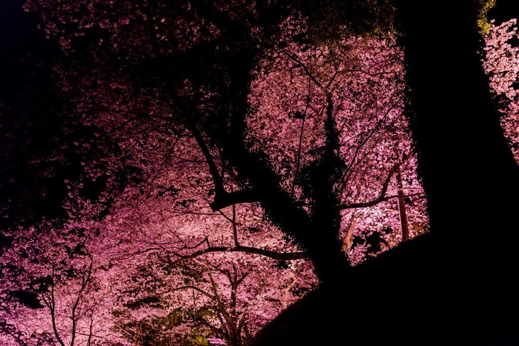 桜の光と影