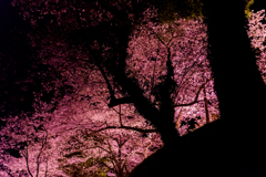桜の光と影