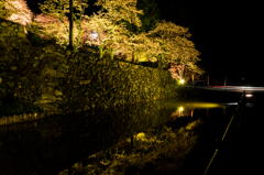 田丸城の夜桜