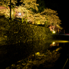 田丸城の夜桜