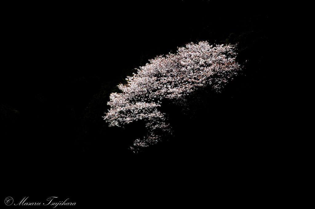 山桜