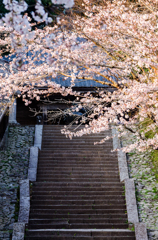 桜と石段